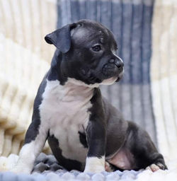 Valterstaff - питомник американских стаффордширских терьеров