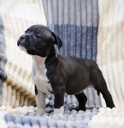 Valterstaff - питомник американских стаффордширских терьеров