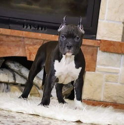 Valterstaff - питомник американских стаффордширских терьеров