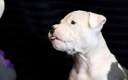 Щенок амстаффа