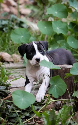 щенок амстаффа