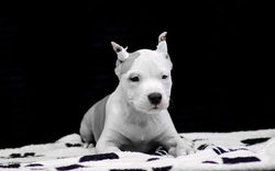 щенок стаффа