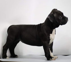 Valterstaff - питомник американских стаффордширских терьеров