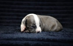 Valterstaff - питомник американских стаффордширских терьеров