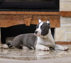 Valterstaff - питомник американских стаффордширских терьеров