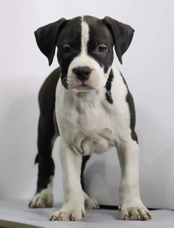 Valterstaff - питомник американских стаффордширских терьеров