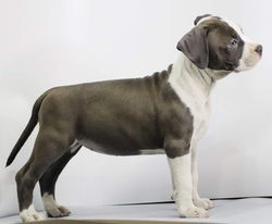 Valterstaff - питомник американских стаффордширских терьеров