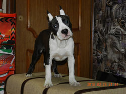 schenok-amstaff-valter-staff-garlend-1m10