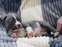 Valterstaff - питомник американских стаффордширских терьеров