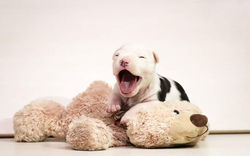 щенок амстаффа