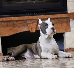 Valterstaff - питомник американских стаффордширских терьеров