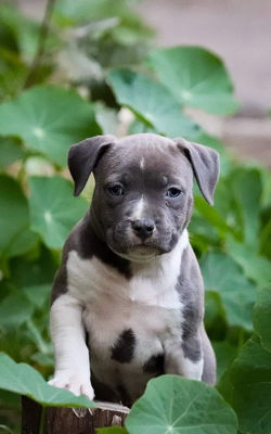 щенок амстаффа