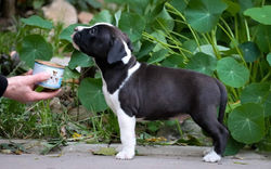 щенок амстаффа