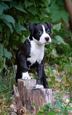 стаффордширский терьер