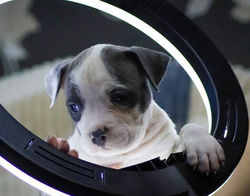 Valterstaff - питомник американских стаффордширских терьеров