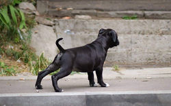 стаффордширский терьер