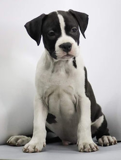 Valterstaff - питомник американских стаффордширских терьеров