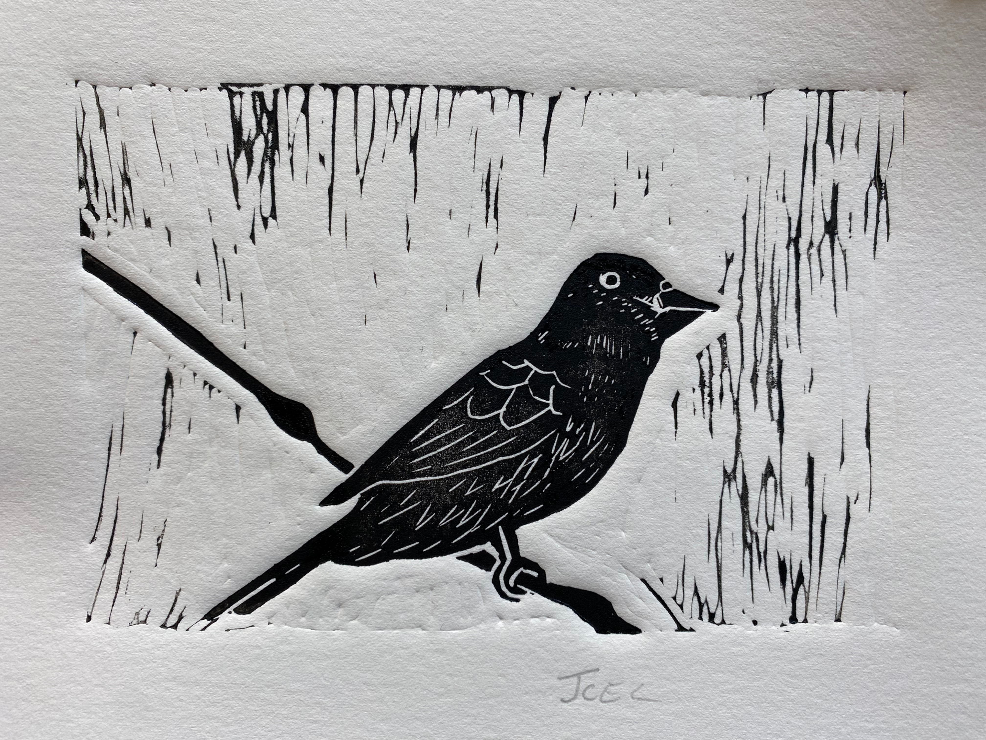 Small Finch by James C E Lightle