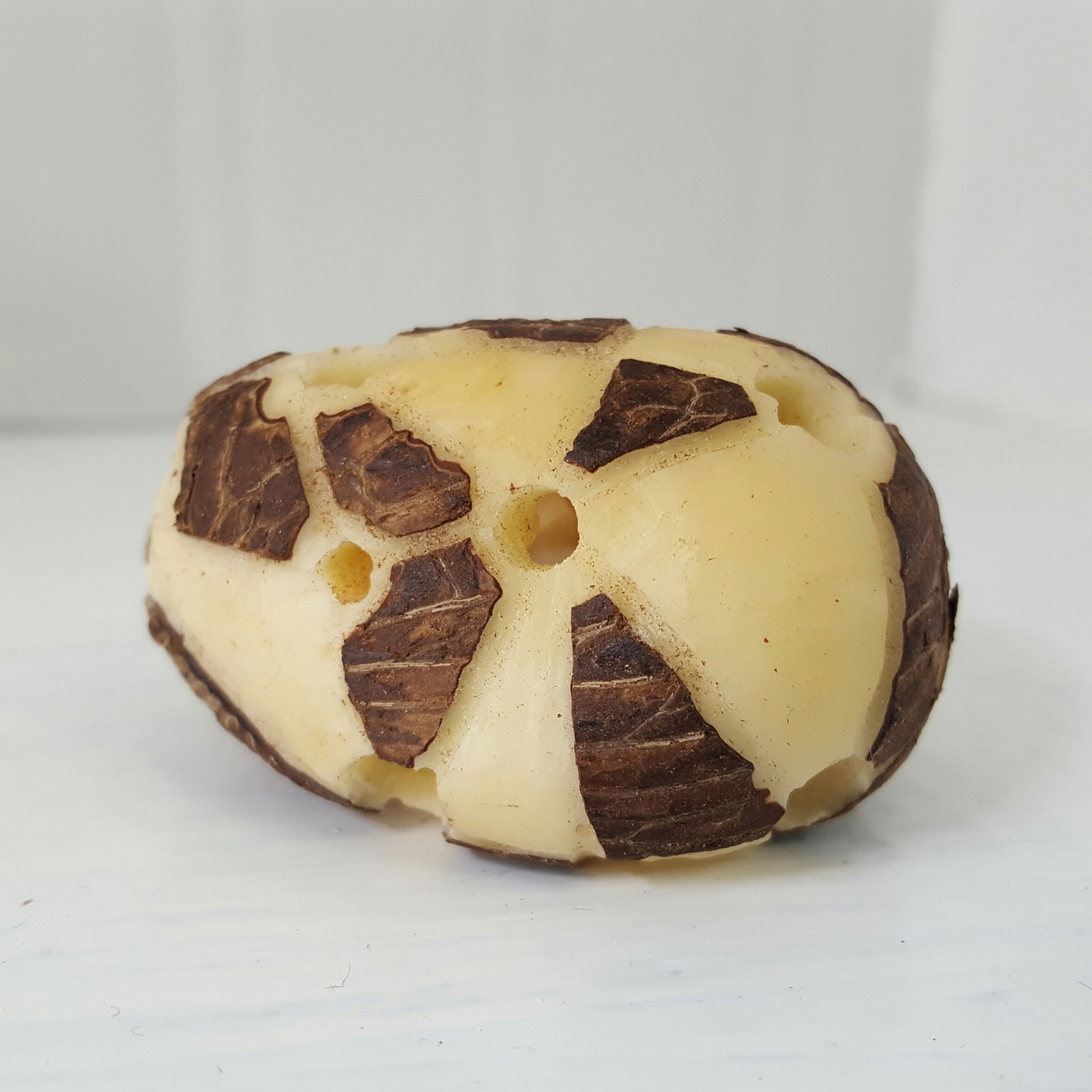Tagua Nut 6 (Carving)