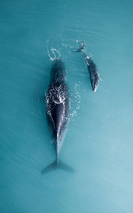 Humpback whale and calf sleeping on the surface