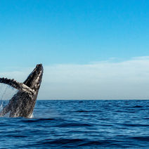 Fraser Coast Marine Experience Centre Feasibility Study