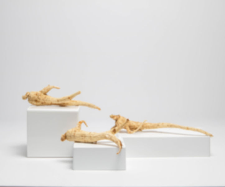 Premium Dried Ginseng Root