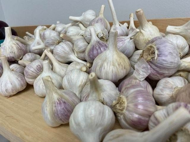 Organic Garlic