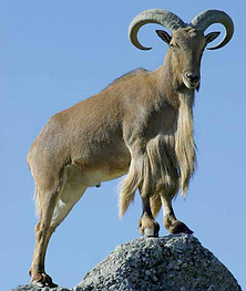 aoudad.jpeg