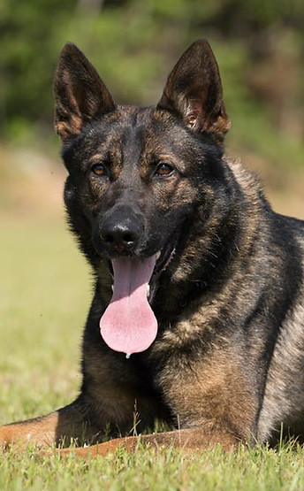 German Shepherd Dog
