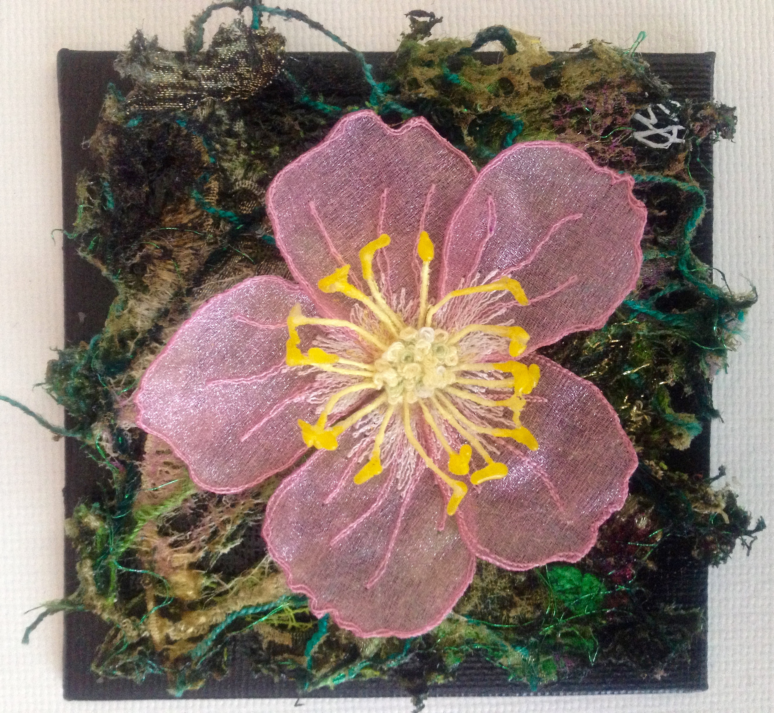 Alberta Wild Rose