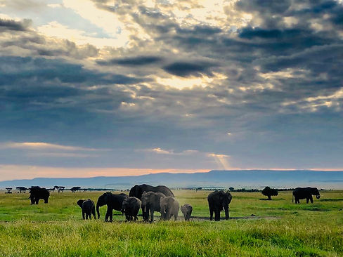 Eles Serengeti.jpeg