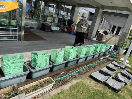 エコネットさばえ館内展示ゴーヤ苗植え(R7/5/23)