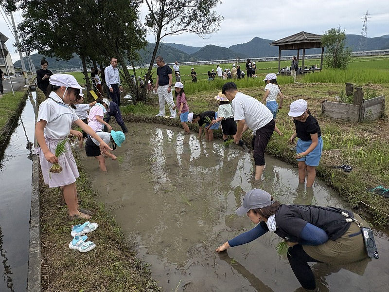 中河小学校3年生ビオトープ田植え（R8/6/4）