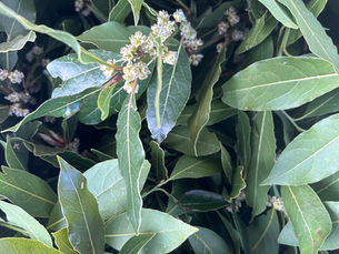 BOBKOVÝ LIST (LAURUS NOBILIS)