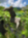 IMG_1931.jpeg