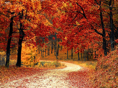 Boreal Forest Trail.jpg