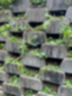 Overgrown retaining wall before exterior cleaning.