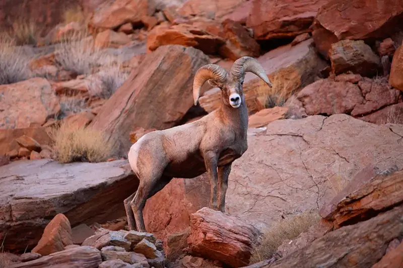 Desert Bighorn Sheep