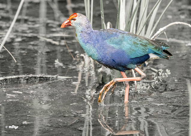 Purple Gallinule Prancing copy.jpg