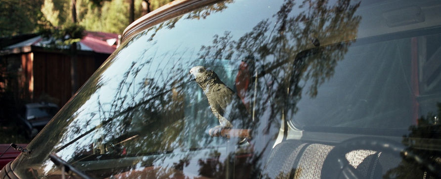 35mm film photo of anpet african parrot in an old classic pick up truck.