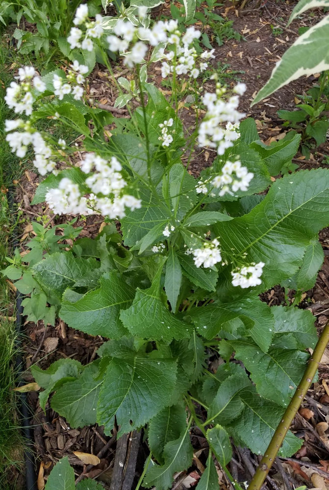 How to Grow Horseradish Enhanced Garden&Life