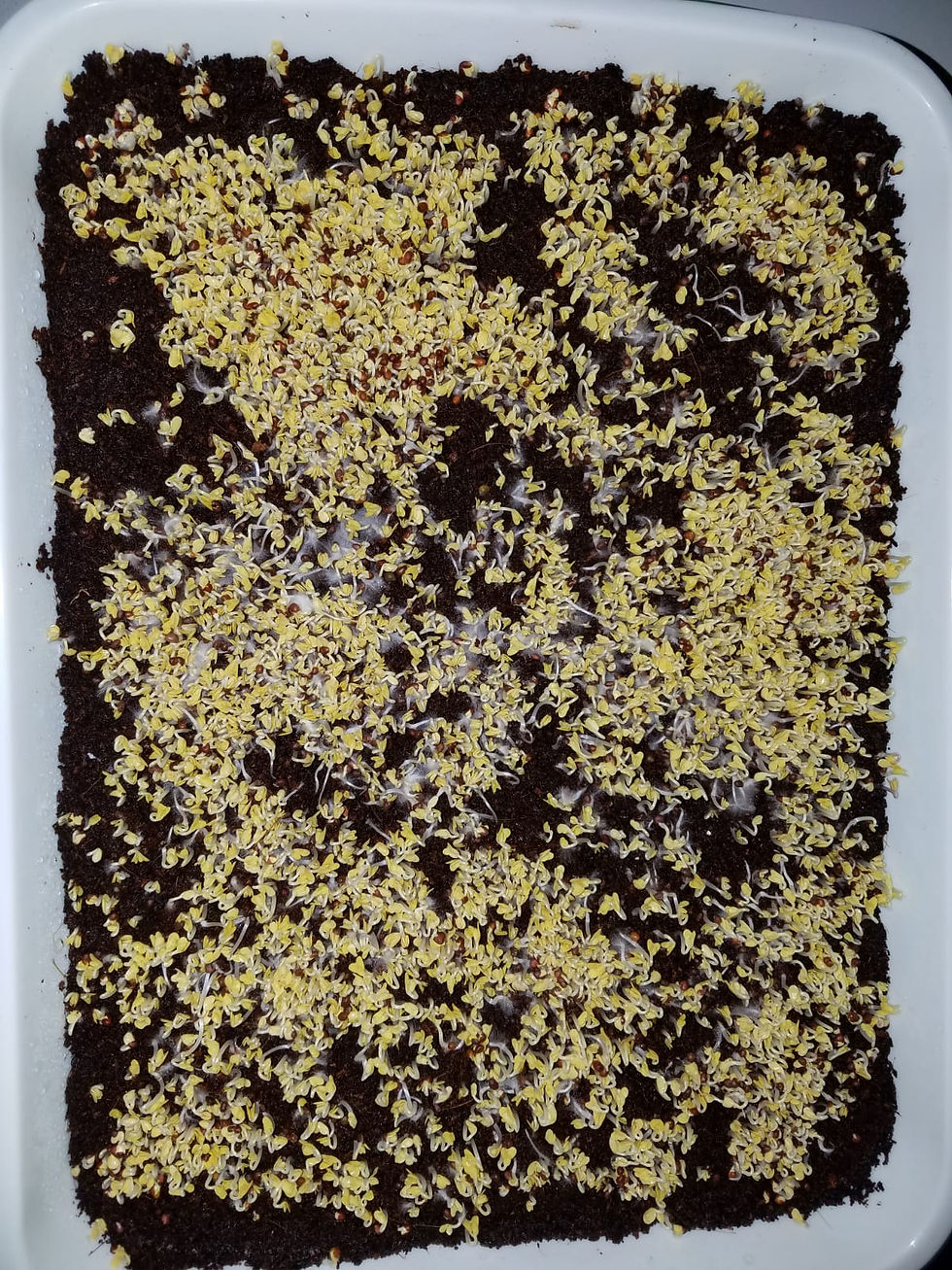 Broccoli Microgreens