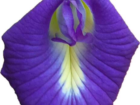 All You Need to Know About Butterfly Pea Flower Tea