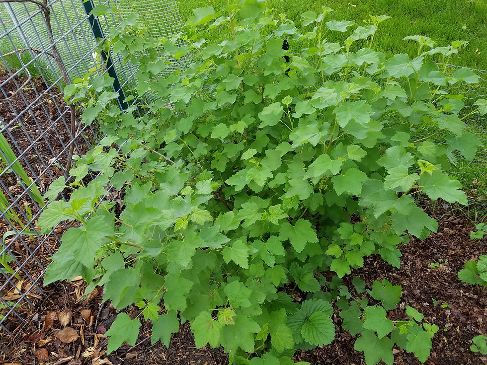 Red Currant