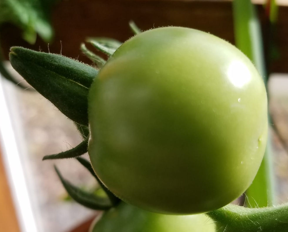 Potted Cherry Tomato
