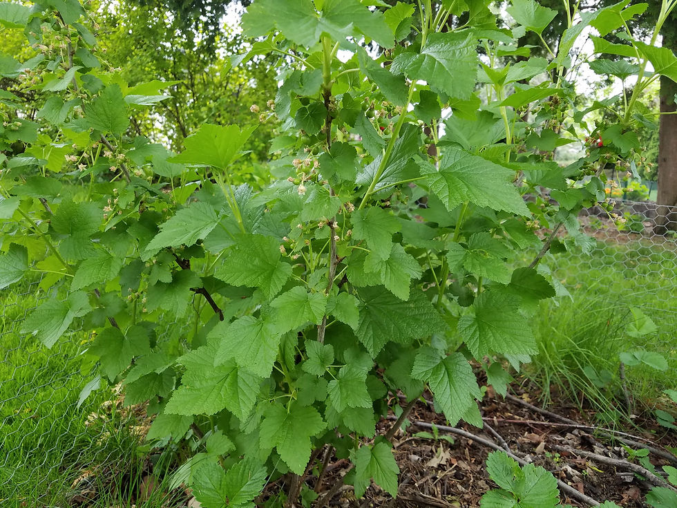 Black Currant