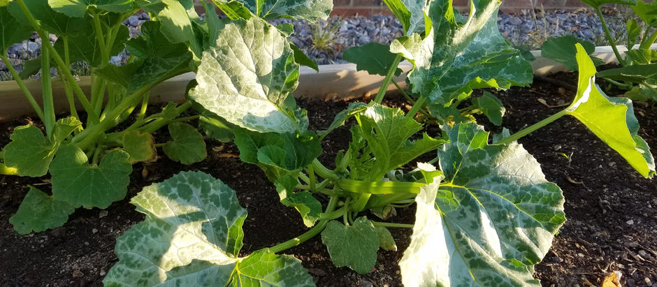 How to Grow Zucchini in a Raised Bed: A Guide | Enhanced Garden&Life