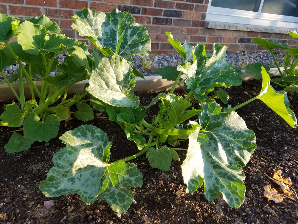 How to Grow Zucchini in a Raised Bed A Guide Enhanced Garden&Life