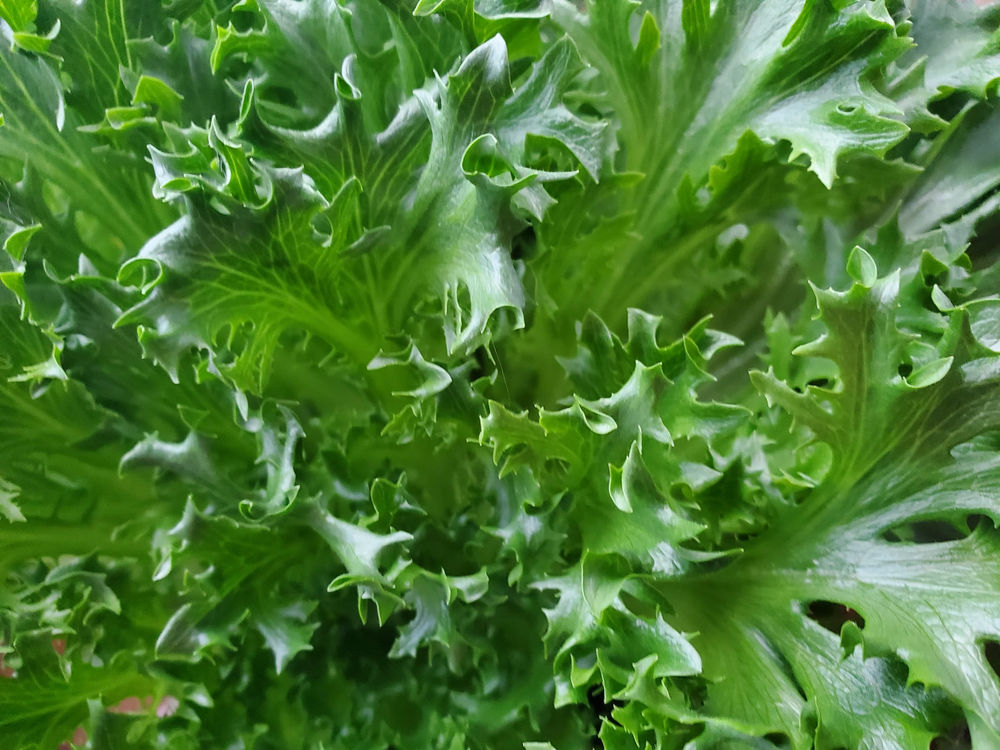 how to harvest lettuce