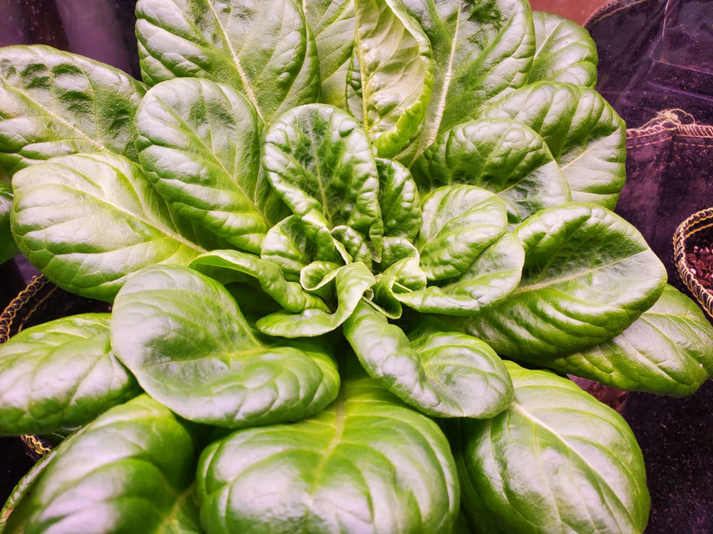 how to harvest lettuce